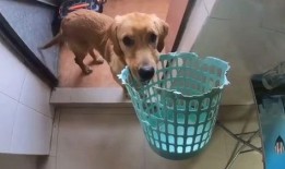 大狗最新爆料图片大全视频